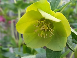 Helleborus x hybridus (Ashwood Garden Hybrids) Single green shades-0