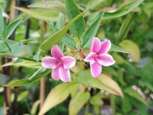 Jasminum × stephanense 'Starry Starry Summer Scent'-0