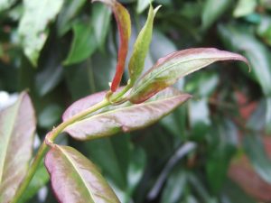 Lonicera henryi 'Copper Beauty'-0