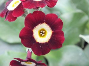 Primula auricula 'Moira'-0