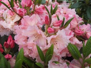 Rhododendron 'Virginia Richards'-0
