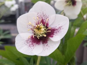 Helleborus x hybridus (Ashwood Garden Hybrids) Single White red flush, dark nectaries spotted-0