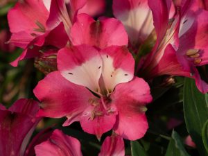 Alstroemeria Inticancha 'Romance'-0