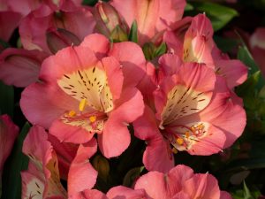 Alstroemeria Summer Paradise Valley Girl'-0