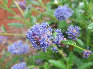 Ceanothus 'Cynthia Postan'-0