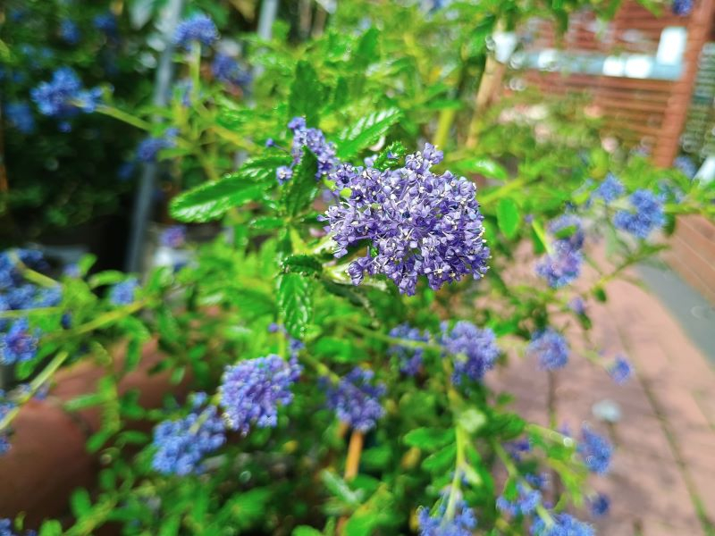 Ceanothus 'Cynthia Postan'-0