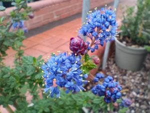 Ceanothus 'Dark Star'-0
