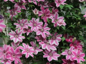 Clematis 'Carnaby'-0