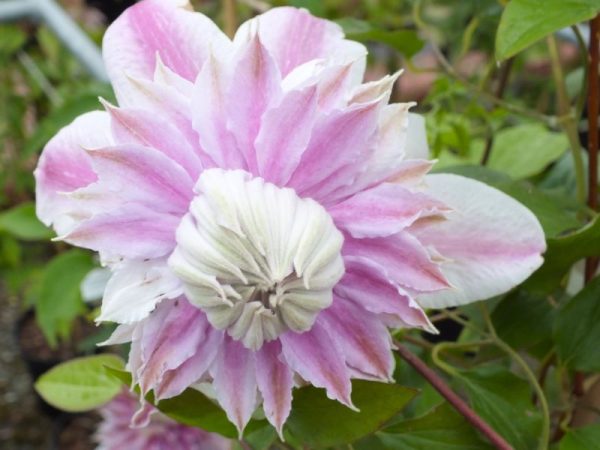 Clematis 'Josephine'-0