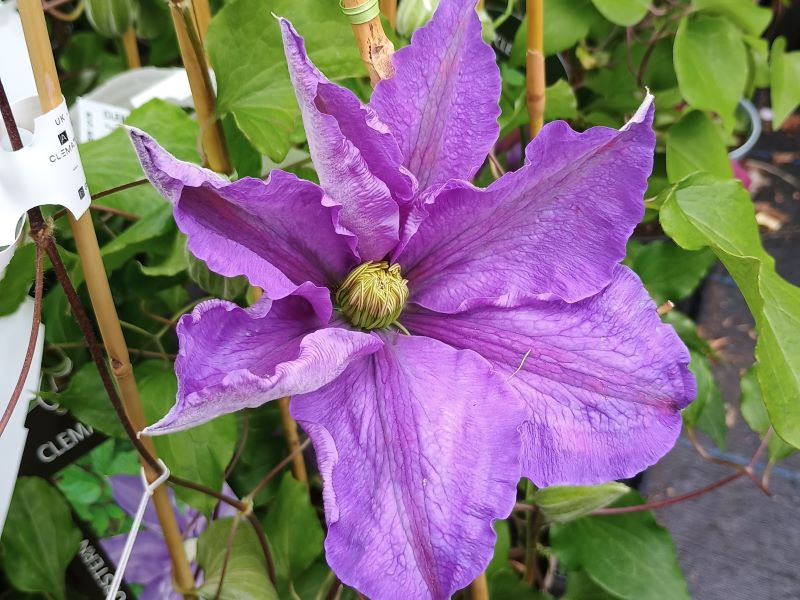 Clematis 'Lasurstern'-0