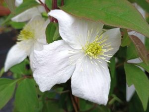 Clematis montana 'Elten'-0