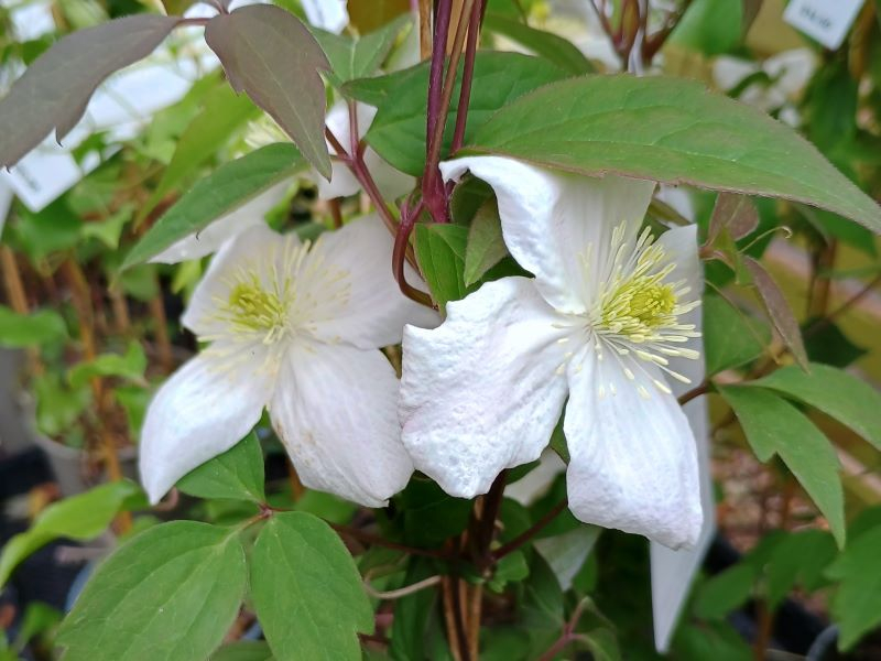 Clematis montana 'Elten'-24203