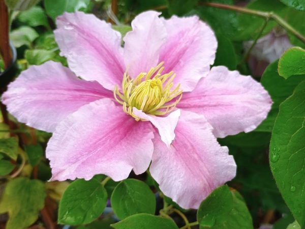 Clematis 'Piilu'-0