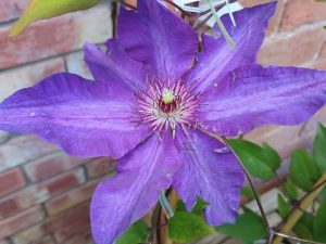 Clematis 'The President'-0
