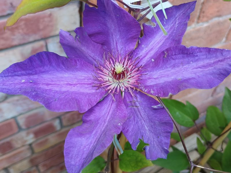 Clematis 'The President'-0