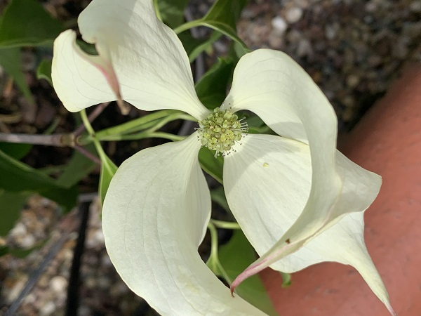 Cornus kousa 'Big Apple'-0
