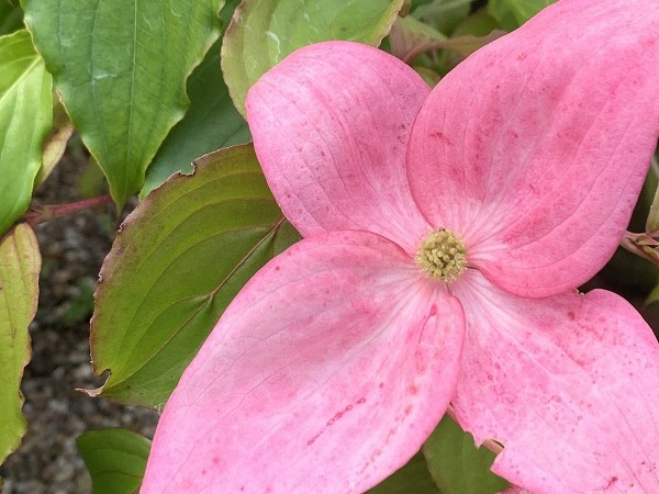 Cornus kousa 'Flower Tower'-0