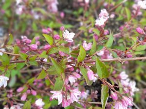 Deutzia x rosea 'Carminea'-0