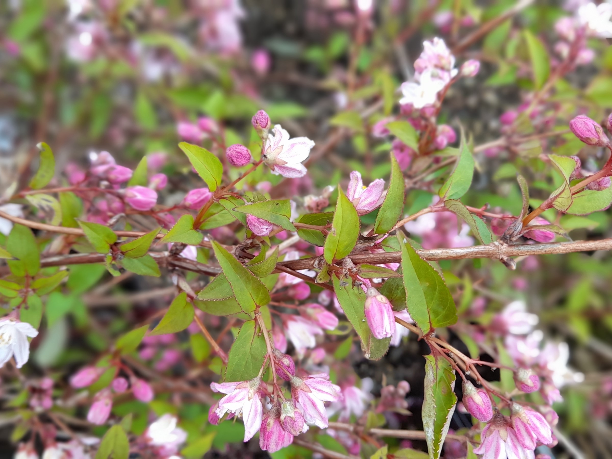 Deutzia x rosea 'Carminea'-0