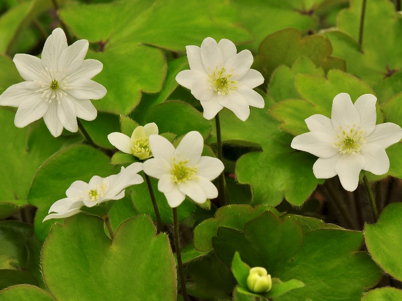 Hepatica transsilvanica hybrids-0