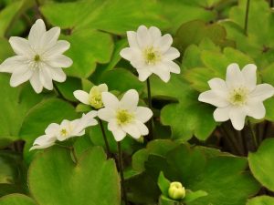 Hepatica transsilvanica hybrids (Collection of five)-0