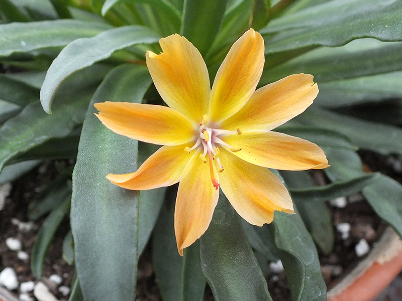 Lewisia 'Little Peach'-0