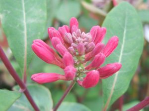 Lonicera × heckrottii 'Gold Flame'-23902