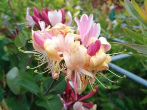 Lonicera periclymenum 'Rhubarb and Custard'-0