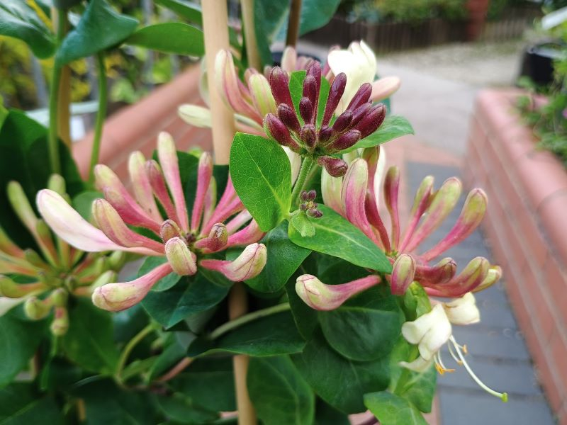 Lonicera periclymenum 'Rhubarb and Custard'-24271