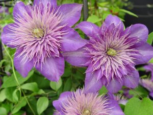 Clematis 'Multi Blue'-0
