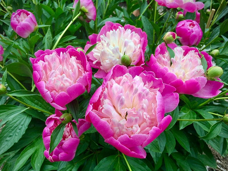 Paeonia lactiflora 'Bowl of Beauty'-0