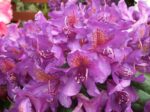 Rhododendrons
