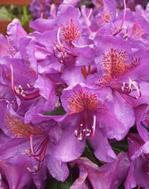 Rhododendrons