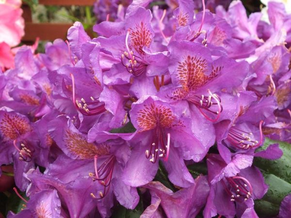 Rhododendron 'Marcel Ménard'-0