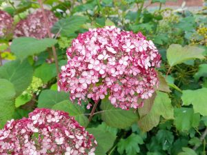 Hydrangea arborescens 'Sweet Annabelle'-0