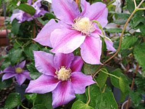 Clematis 'Barbara Jackman'-0
