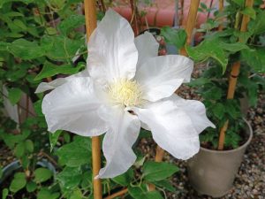 Clematis 'Ice Blue' (Evipo003)-0