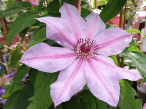 Clematis 'Candy Stripe'-0