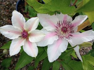 Clematis 'Countess of Wessex' (Evipo073)-25500