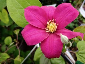 Clematis 'Issey' (Evipo081)-0