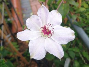 Clematis 'Miss Bateman'-0