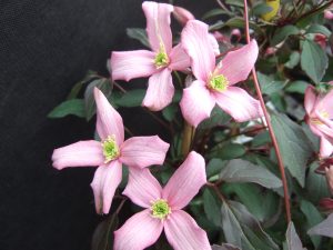 Clematis montana var.rubens 'Warwickshire Rose'-0