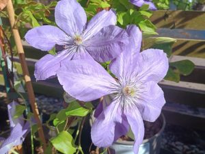 Clematis 'Mrs Cholmondeley'-0