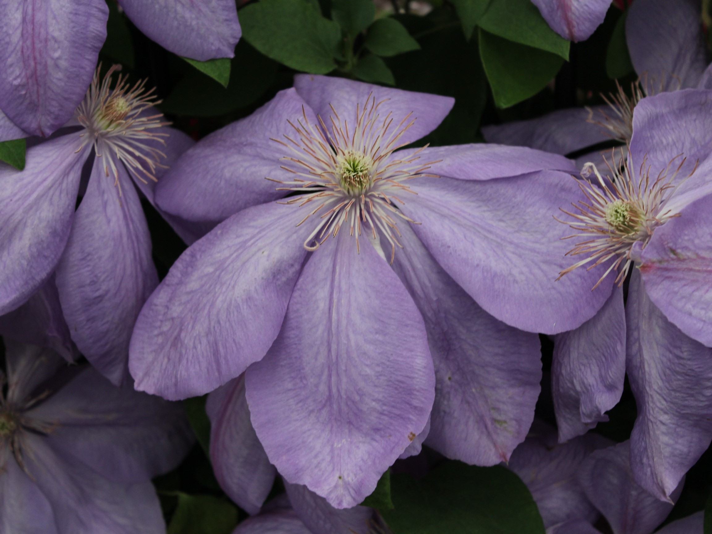 Clematis 'Mrs Cholmondeley'-0
