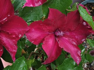 Clematis 'Nubia' (Evipo079)-0