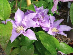 Clematis 'Olympia' (Evipo099)-0