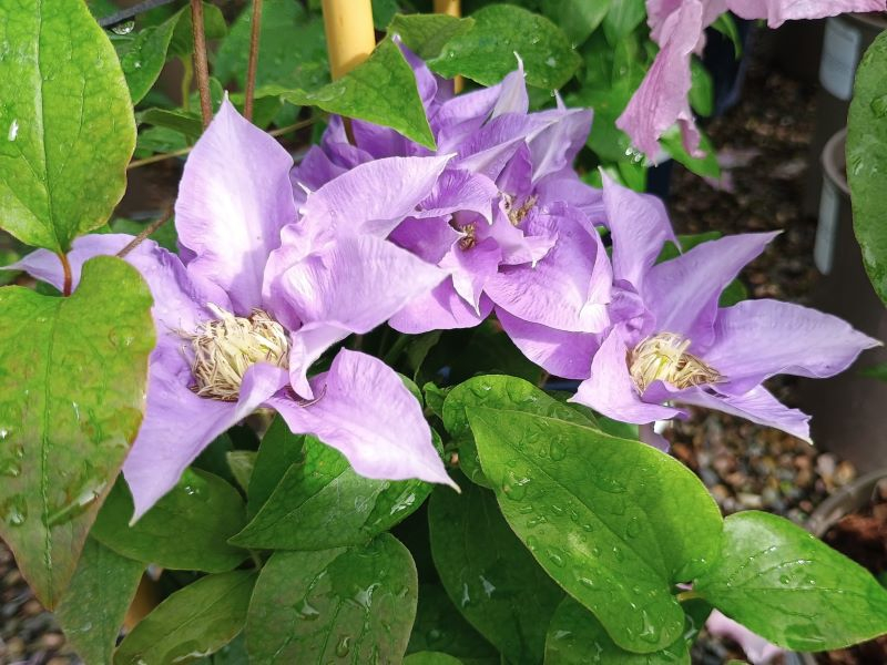 Clematis 'Olympia' (Evipo099)-0