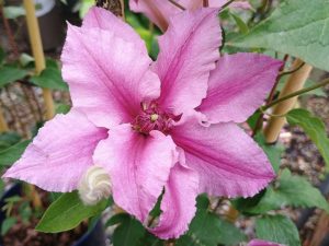 Clematis 'Ooh La La' (Evipo041)-0