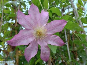 Clematis 'Proteus'-0