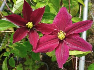 Clematis 'Rosemoor' (Evipo002)-0